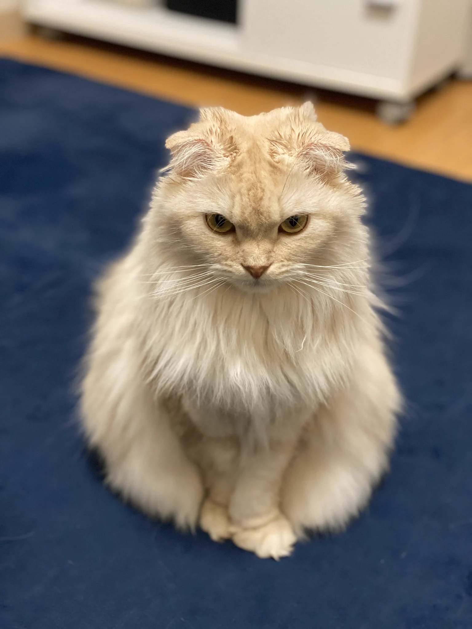 @hidekiccan うちは折れ耳なので、耳そうじもマスト👍 