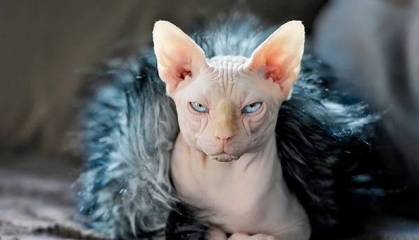 岡山のおくさん アビシニアン 古代エジプト人に崇拝された 歴史の古い猫 エチオピアをヨーロッパ人が アビシニアと呼んでおり イギリス人がアビシニアから 連れ帰り 繁殖させて 広まったそうな 岡山のおくさん アビシニアン 古代エジプト人に崇拝された 歴史の古い猫 エチオピアをヨーロッパ人が アビシニアと呼んでおり イギリス人がアビシニアから 連れ帰り 繁殖させて 広まったそうな