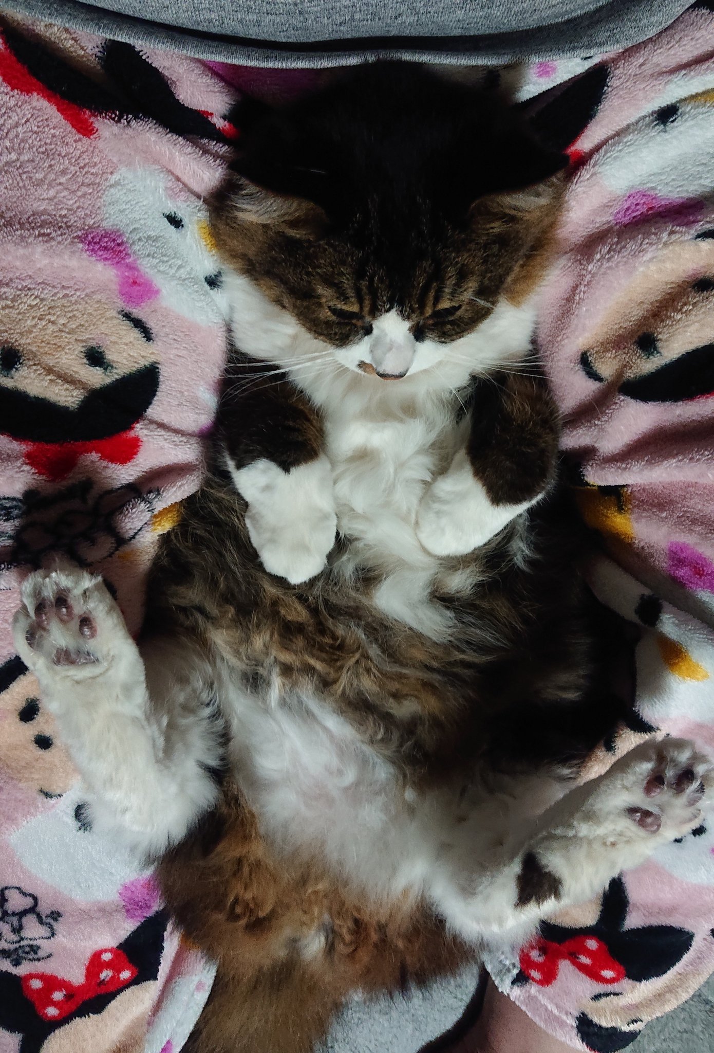 猫便秘 Twitter Search Twitter