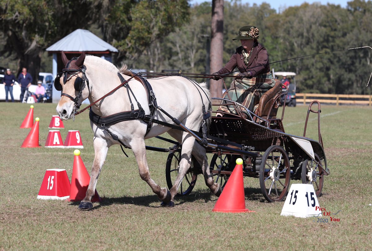 USEF Preliminary Combined Driving National Championships dressage and cones phases ✅ Tomorrow’s marathon phase at the Florida Spring Fling CDE will determine the #USADriving national champions 🏆