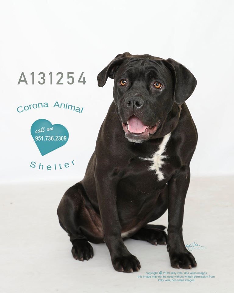 FriendsofCorona's tweet image. Corona Animal Shelter 
1330 Magnolia Avenue 
Corona, CA 92879
951.736.2309
 @GinnyHarman @lifeincorona @CoronaCA_ @CFAcrossings @FOXLA @NBCLA @CBSLA @CoronaPD @cityofcorona @SoCalTelevision