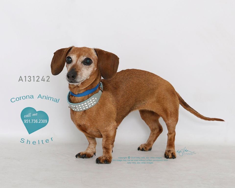 FriendsofCorona's tweet image. Corona Animal Shelter 
1330 Magnolia Avenue 
Corona, CA 92879
951.736.2309
 @GinnyHarman @lifeincorona @CoronaCA_ @CFAcrossings @FOXLA @NBCLA @CBSLA @CoronaPD @cityofcorona @SoCalTelevision