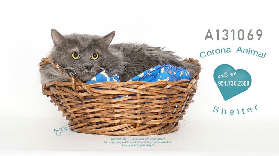 FriendsofCorona's tweet image. Corona Animal Shelter 
1330 Magnolia Avenue 
Corona, CA 92879
951.736.2309
 @GinnyHarman @lifeincorona @CoronaCA_ @CFAcrossings @FOXLA @NBCLA @CBSLA @CoronaPD @cityofcorona @SoCalTelevision