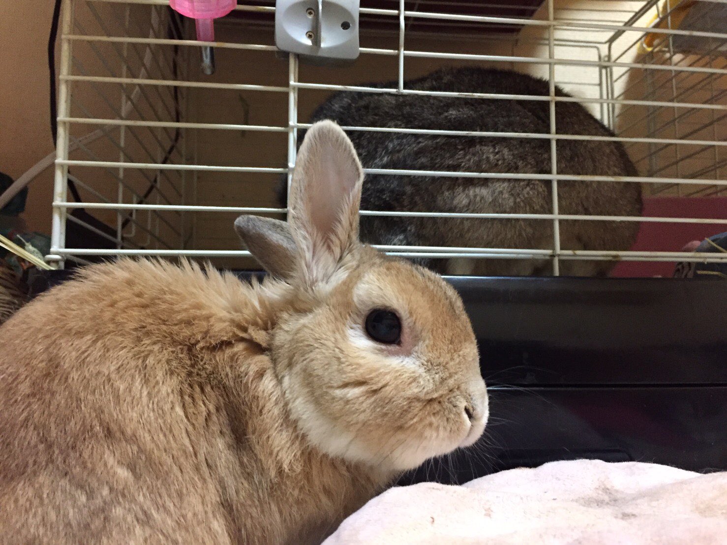 Mofumofu Channel こにー もにー ぴょ みどり A Twitter みんな大興奮どしたの オカメインコ セキセインコ うさぎ 子ウサギ 赤ちゃん もふもふ ネザーランドドワーフ かわいい ふわふわ チークパッチ ペット 甘えん坊 小鳥 鳥 飛び立つ