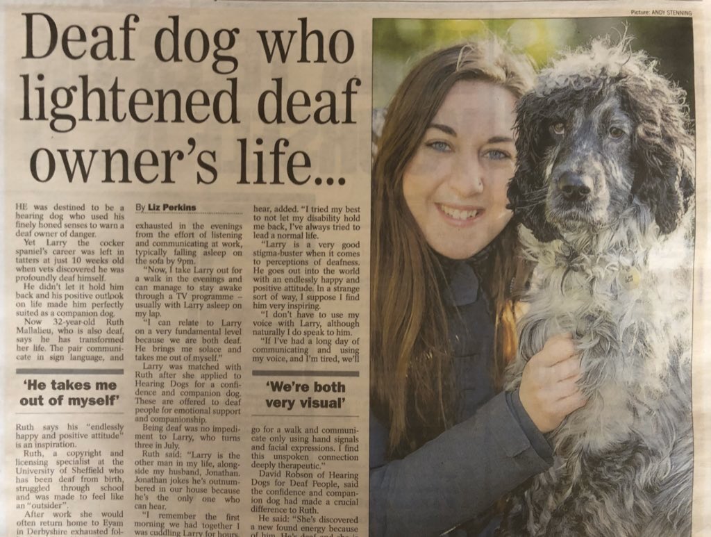 HD Puppy tweet media