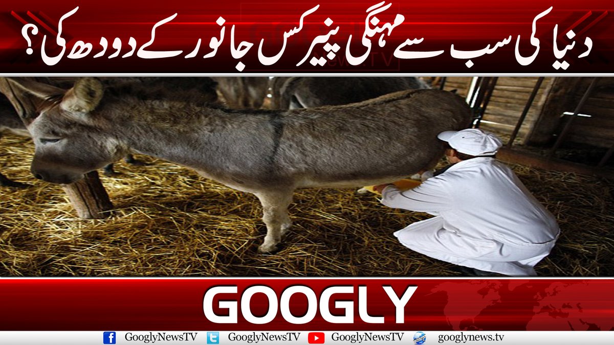 GooglyNewsTV's tweet photo. دنیا کی سب سے مہنگی پنیر کس جانور کے دودھ کی؟
ویڈیو دیکھنے کے لیے لنک پر کلک کریں:https://t.co/uiacS219uj
#cheese #CheeseMade #CheeseAnimal https://t.co/gCDeq1aIA8