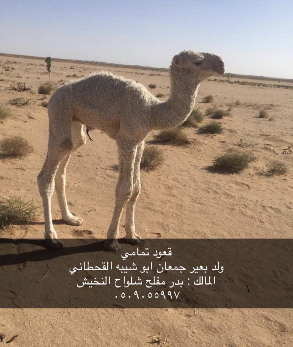 بدوي نجد الشيباني على تويتر. وبالتالي لا مجال للنقاش إن شاء الله