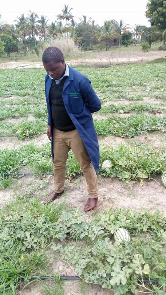 Kuingia kwenye biashara kwa kuiga au kutumia kigezo cha kilimo kinalipa na kina faida kufanya hivyo bila kufanya utafiti wa kutosha ninkosaNakushauri usikimbilie wala kuangalia FAIDAkama kigezo cha kuingia kwenye biashara.Angalia namna gani utakabiriana na changamoto kwa hakika https://t.co/0z2TzXUBwX