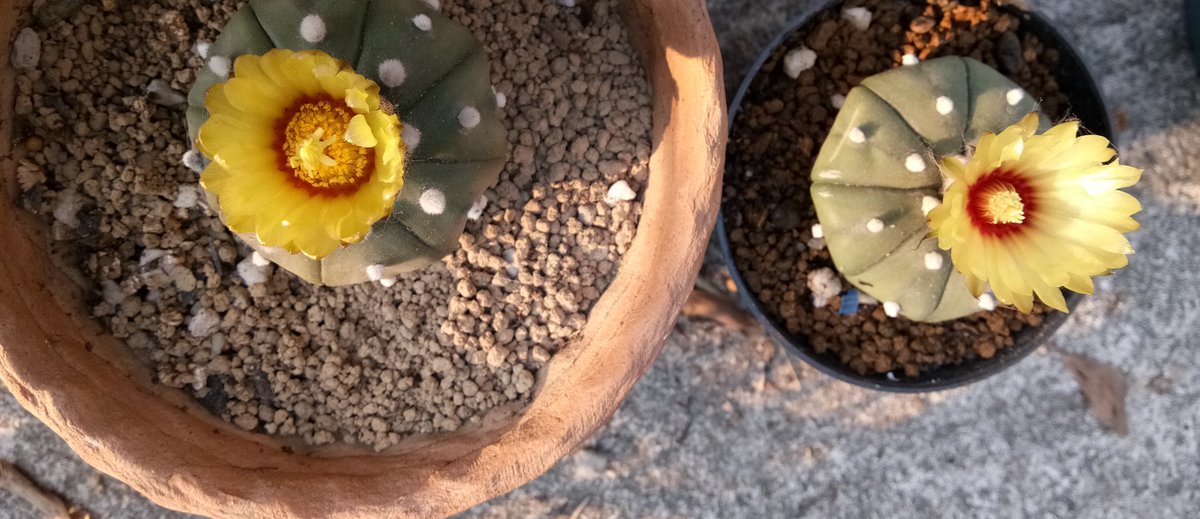 ข้าเลี้ยงแคคตัสไม่เคยออกดอก เลี้ยงมาก็ทำมันตายหลายต้น ยังไงก็อยากเอาชนะมันอ่ะ เวลาเลี้ยงออกดอกให้เห็นรู้สึกภูมิใจว่ะ แบบว่าเราก็ทำได้นี่หว่า