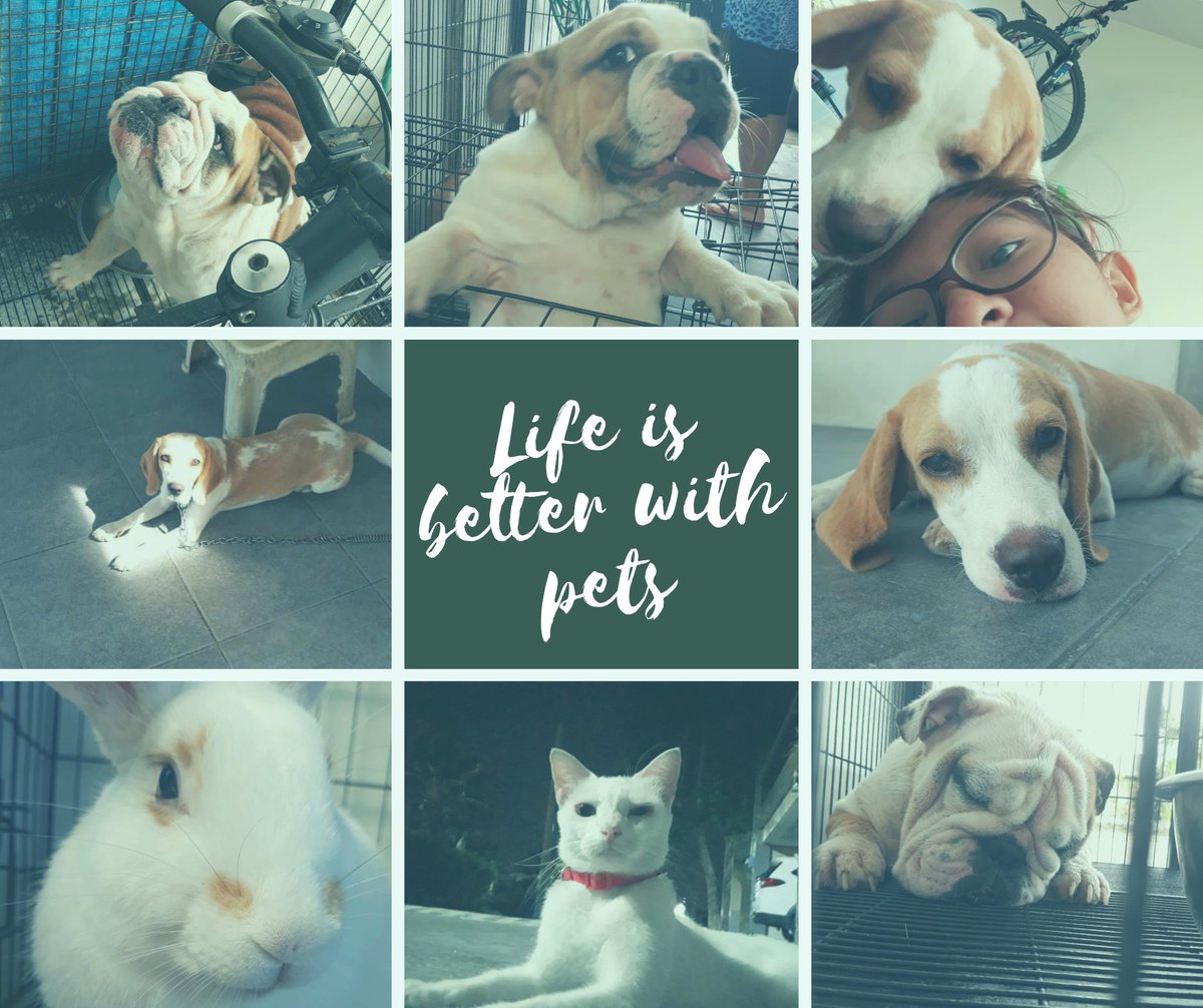 joceeeelll's tweet photo. Check out my post in my facebook page "Paws' For Mental Health" thank you!
Link: https://t.co/wRnaOOIz6o
#PawsForMentalHealth
#PetEffect https://t.co/rAqKBtSyTb
