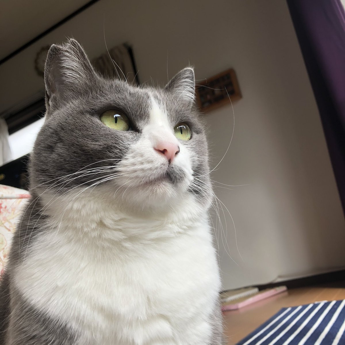 Twitter এ ゴロゴロ Lineスタンプとイラスト 一本ヒゲの上昇がすごい 猫写真 猫 猫好き ねこ好き ハチワレ 灰白猫 はちわれ猫 さくら猫 保護猫さんと暮らす ねことのくらし T Co Avd7158bqb ট ইট র