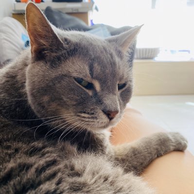 chibithecat's tweet image. #NewProfilePic