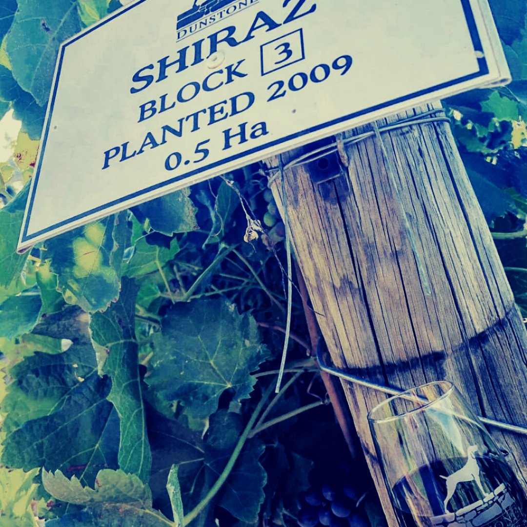 🍇 It's international #Shiraz day! 🍇 Why not pick up a bottle of one of our delicious Dunstone #ReserveShiraz or #Shiraz wines and celebrate!
#shirazday #shirazsouthafrica Shiraz SA #dunstone #dunstonewinery #redwine #wineoclock