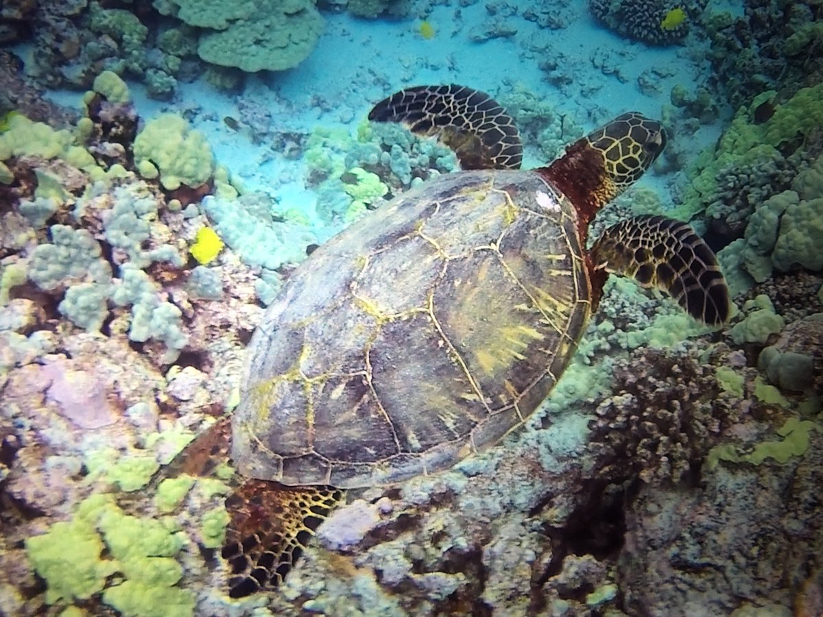 tradney's tweet photo. Just booked my diving trip with Sea Explorers for a quick two tank boat dive ahead of #SqlSatSoFLA #BI edition. If anyone would like to join @SQLKohai and I, let us know. #sqlscuba #scuba https://t.co/lxePK7YQq3