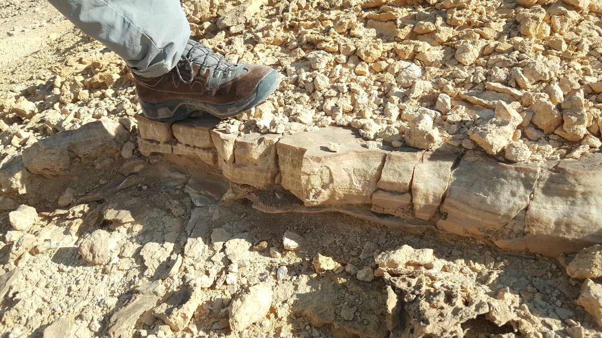 geokutuzov's tweet photo. Dry #flowstone found in the northern #Negev. The occurence of such #speleothem in what is a dry desert today may help reconstruct #paleoclimate and understand climate change.
#karst https://t.co/LLKTtpXCgH
