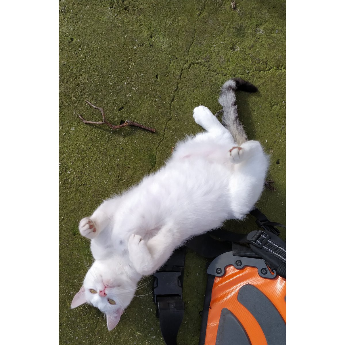 Guten Morgen liebe Katzenfreunde.

Ich wünsche Euch einen tollen Sonntag. Meine Ute liebt es neuerdings den Bauch gestreichelt zu bekommen 😊😻

#cats #caturday #kitty #catsoftwitter #catlover #katze #kitties #catoftheday #catlove  #katzen #catsofinstagram #caturday #DSDS