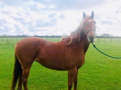 27reasonstorock's tweet photo. One pony three pups but all share their same issue all need a home so their all looking to be cared for 3 x dog bed 1 x stable ... plse help retweet just the same please @team_greenacres #TeamZay #pembrokeshire #pony #ponyhour #dogs #doghour #Wales #WelshOpen #SundayThoughts https://t.co/qpZvjeiSLN