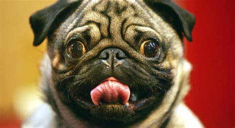 RICHARD DAWKINS: eugenics works in practice. It works for dogs.
PUG: [wheezing] actually the problem is that those in power decide which traits are to be selected for, meaning that de facto eugenics cannot 'work' in the sense of choosing 'good' genes, only arbitra- [asphyxiates]