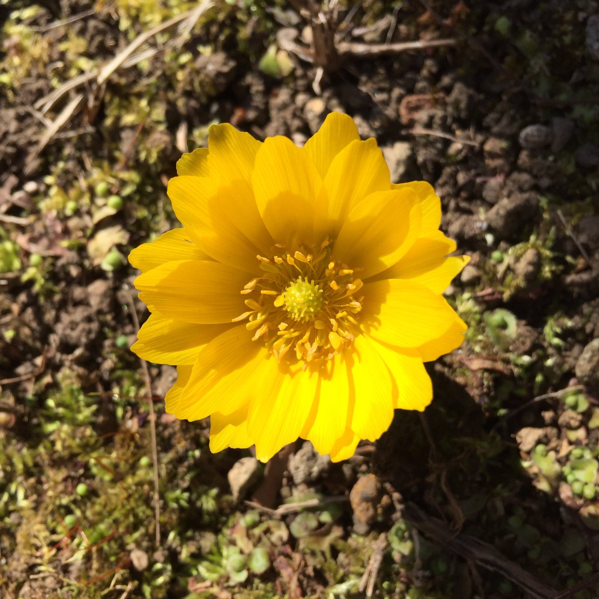 Masashi Pa Twitter 庭に咲いている福寿草 Far East Amur Adonis Adonis Ramosa In My Garden 福寿草 フクジュソウ 花 黄色い花 小さい花 冬の花 花が好き 冬 2月 Flower Blume Fleur Flora Fareastamuradonis Yellowflower Littleflower