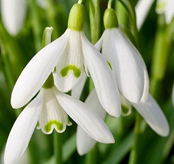 Get out in the fresh air this month with a relaxing #walk with the #snowdrops <a href="/Rode_Hall/">Rode Hall</a>. Over 70 varieties of Snowdrops swathe the Old Wood during February which is a sight to behold and a sure sign that #Spring is on its way; ift.tt/2Uk1Kb9 ift.tt/3bJiz5N