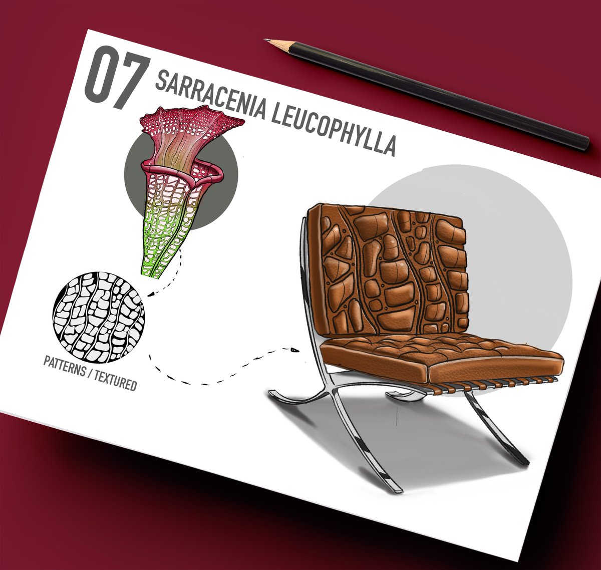 Sonagra427's tweet image. Metaphorical Forms Project : Chair Cushion design from metaphor Sarracenia leucophylla, Extracting characteristic attributes of Forms, Texture &amp;amp; Color from Nature. What you guys think, @natureofform19  #design #designinspiration #designfornature #naturelover #WWF #productdesign