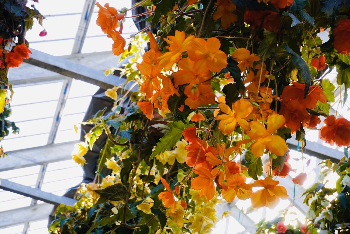 花いちもんめ 花いちもんめ