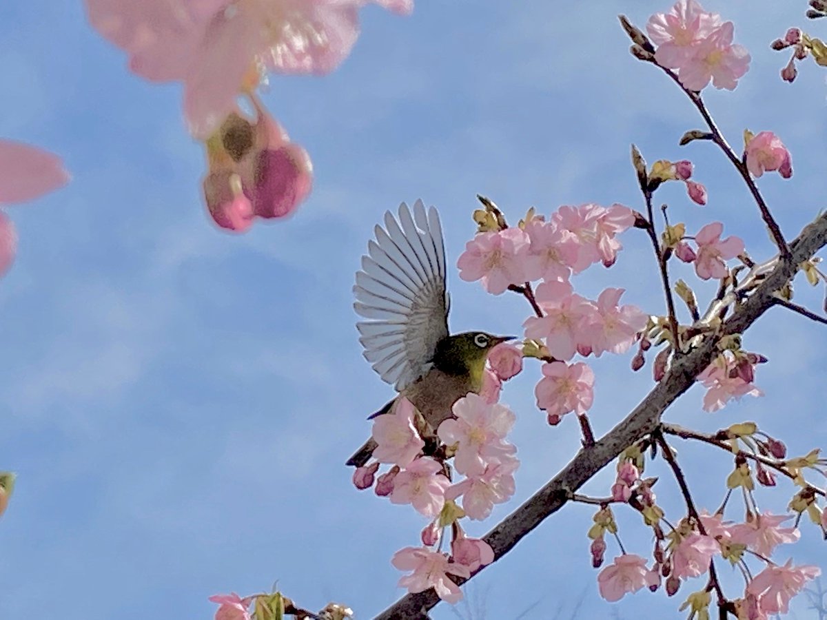 下村です。 「#今週のみっけ!」は「河津桜とメジロ」です。 シャッターチャンスを狙って…パシャリ!! ここ数日、東京でも20℃近くの日もあり