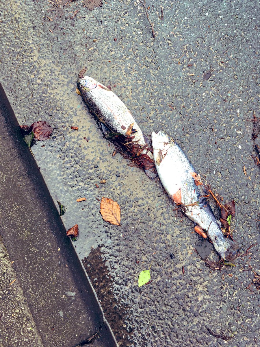 ALWphotos's tweet photo. I know we’ve had some terrible weather but this is taking it too far!  #StormDenis #StormDennis #flooding #wetherby @Hudsonweather https://t.co/Mck7TZ83gT