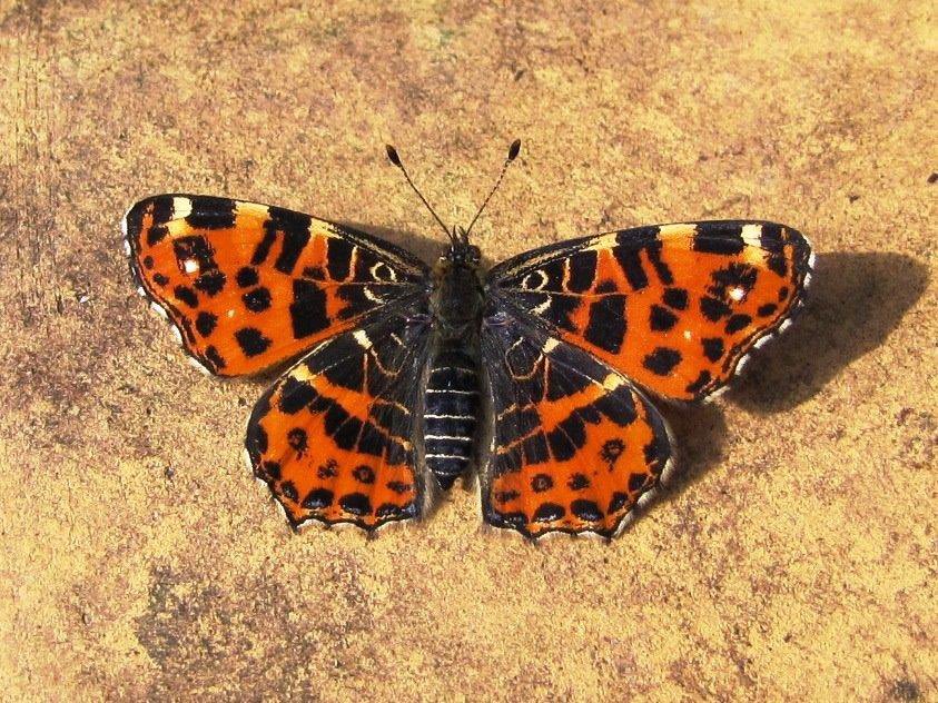 EcolaEvans's tweet image. Day 16 #februarybutterflymonth #TheMap #Araschnialevana Spreading North through Europe, hopefully on its way to the UK soon🤔 This one from France a few years back basking on a patio Not seen the Summer colour morph yet @europebutterfly @savebutterflies