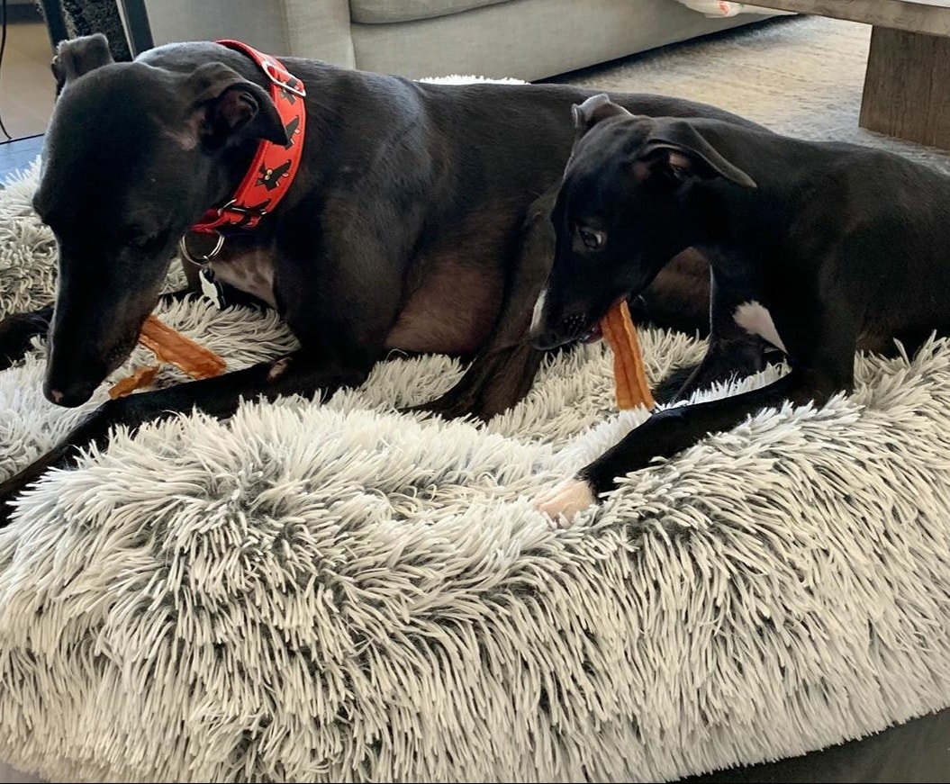 Cuteness overload 💜🐾🐾😍 Brady the Greyhound and his little sister Poppy the Iggy! Collar by Houndland 😜