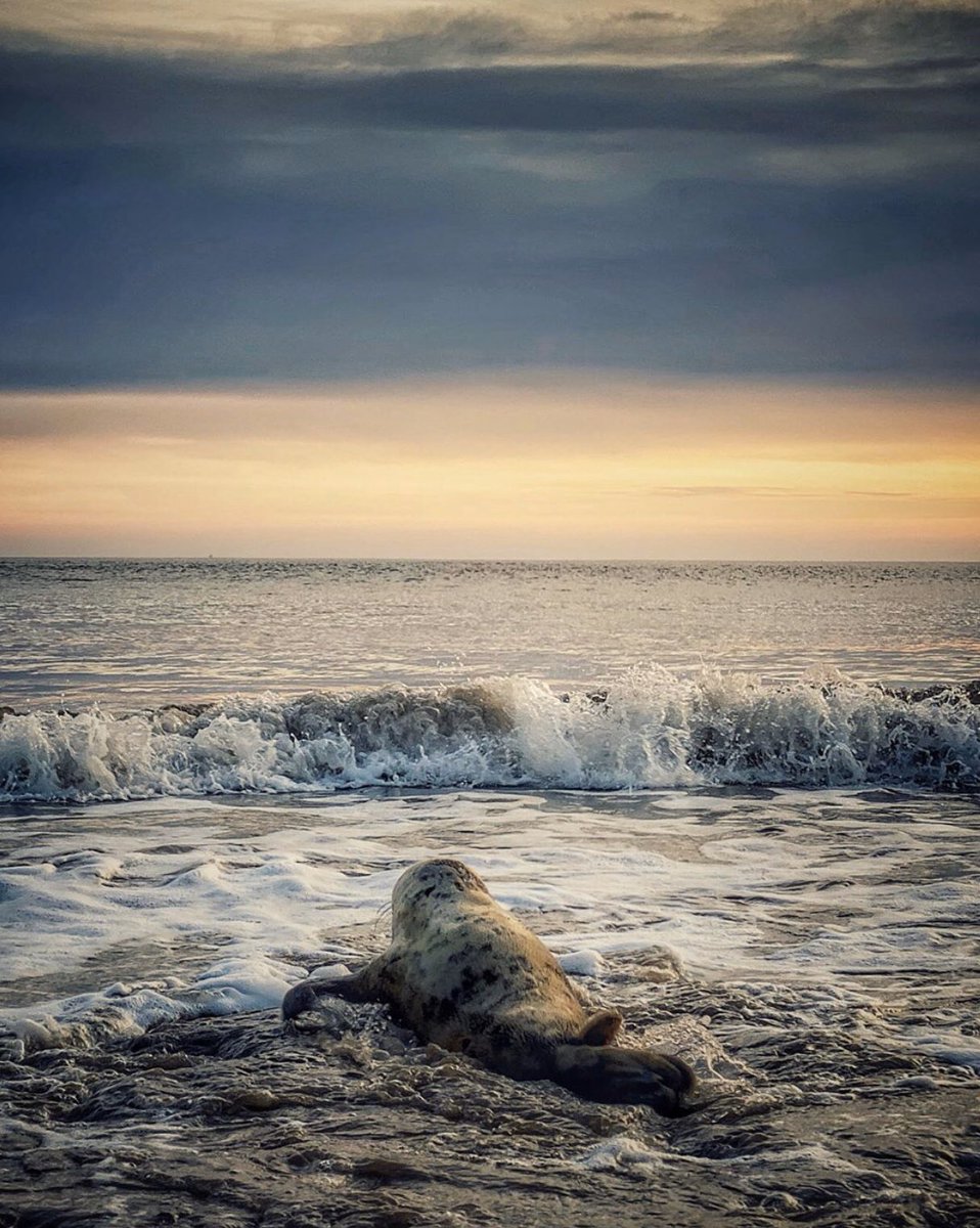 Lincstothehumber (@lincstohumber) on Twitter photo A Sunday Seal of approval 🌊
Humberston Fitties is an otherworldly village in the sand. Set in a classified conservation area (which translates to “salt marsh”) <a href="/LincsWildlife/">Lincs Wildlife Trust</a> <a href="/lincs_wildlife/">Lincs Wildlife</a> <a href="/CleethorpesUK/">Visit Cleethorpes</a> #humberstonfitties #beachlife <a href="/VisitEngland/">VisitEngland</a> #sealife #sundayvibes A Sunday Seal of approval 🌊
Humberston Fitties is an otherworldly village in the sand. Set in a classified conservation area (which translates to “salt marsh”) <a href="/LincsWildlife/">Lincs Wildlife Trust</a> <a href="/lincs_wildlife/">Lincs Wildlife</a> <a href="/CleethorpesUK/">Visit Cleethorpes</a> #humberstonfitties #beachlife <a href="/VisitEngland/">VisitEngland</a> #sealife #sundayvibes
