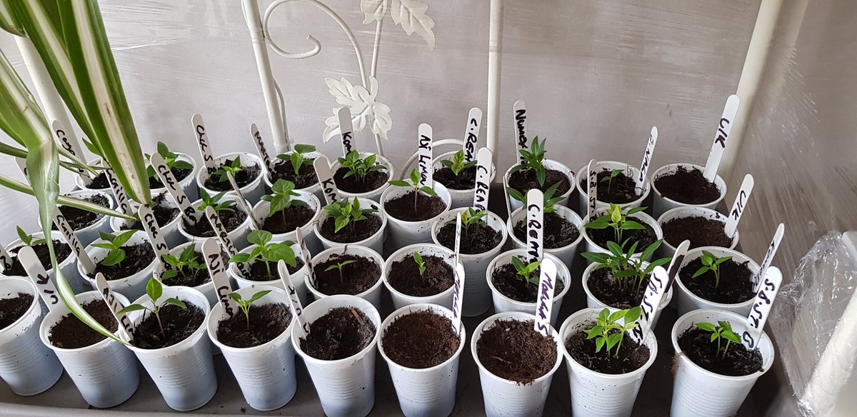 OjChillies's tweet photo. 4 week mark. Progress has slowed but overall very happy. 50/64 (78%) germination. Some no shows (moruga scorpion) others, all have germinated.
๐ค๐๐ฑ๐ถ๐ฅ
#seeds #sewing #germination #gyo #chillies #oj #ojchillies #stichilli #stitches #brokeneyeguy #pokeyplantation #2020 https://t.co/V0Gu7F8JWG