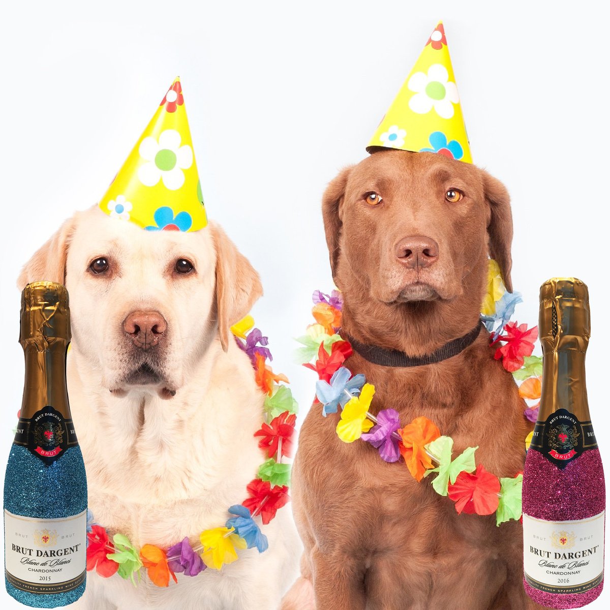 PARTY? Die nächsten Tage werden glitzernd. ✨💫

#glitzer #gin #champagner #geschenk #pink #gold #sekt #glitzerflasche #Likör #Shot #strassstein #glitzerparty #karneval #fasching #sitzung #piccolo #glitzerpiccolo