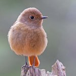 可愛いｗこのままマスコットにしたいレベルｗ公園で出会ったジョウビタキ!