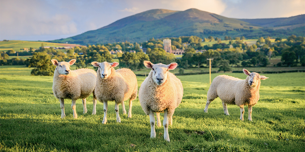 Adorable shot of some local residents posing in front of the gorgeous backdrop of Sweetheart Abbey and Criffel. #SWC300 #LoveDandG #SeeSouthScotland #DumfriesandGalloway #SolwayCoast #Criffel