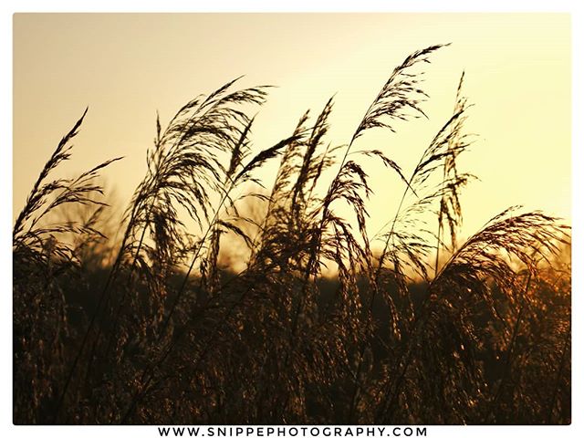 snippephoto's tweet photo. #lumix #lumixlounge #shootmirrorless #lumixgx8 #panasoniclumix #panasonic #gx8 #sunset_pics #sunsetphotographs #sun #landscape #landscapes #wherelumixgoes #mirrorless #microfourthird #lumixlife #lumixstories #lumixandme #LUMIXWALK… https://t.co/g9901ioLfz https://t.co/EtFGBqqMls