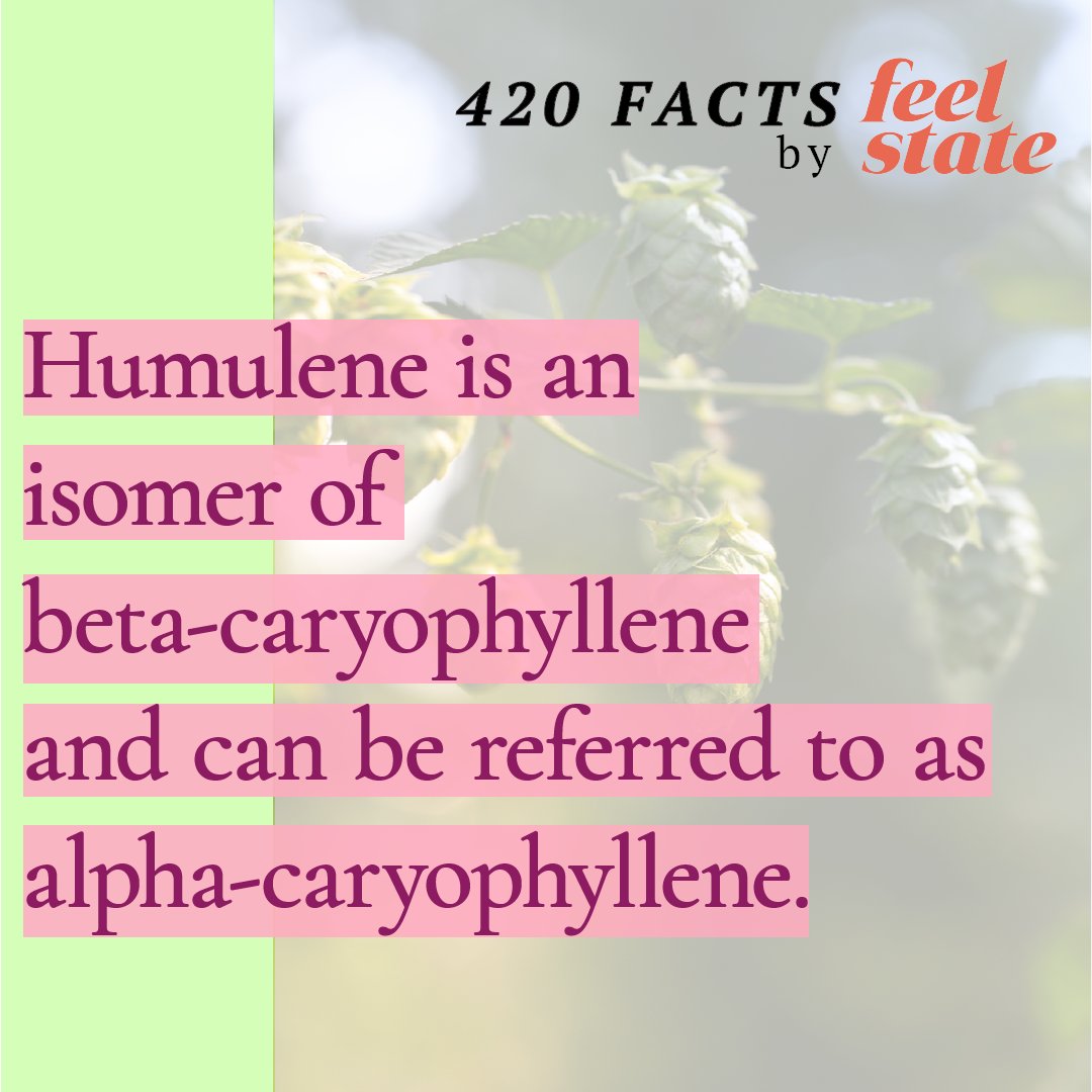 We hope everyone is enjoying there weekend so far! Here is a little fun fact about Humulene!