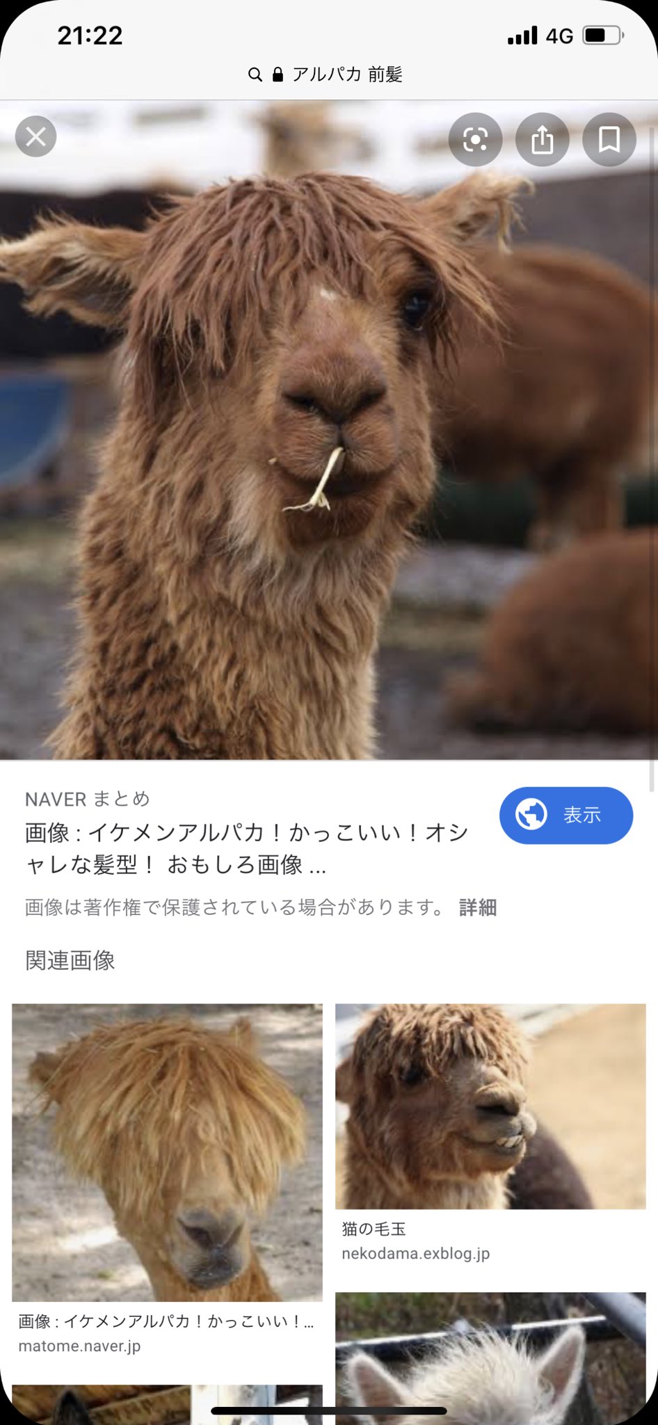 タケシタツヨシ どうやらアルパカっぽいね T Co Yjvspzno2s Twitter