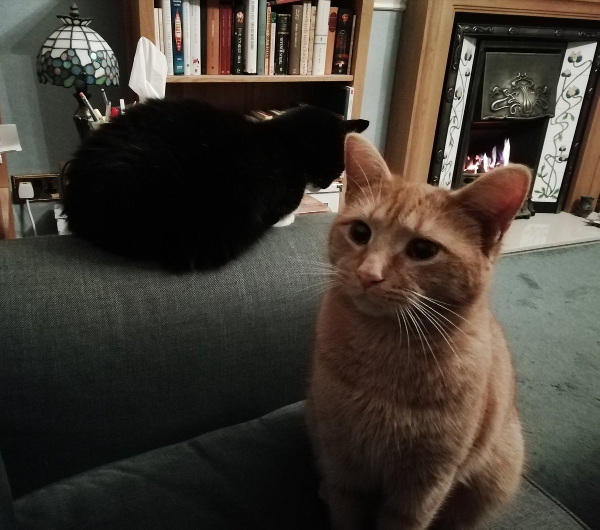 DrVicky_S's tweet photo. Day 2 of 7 of my life in pictures. No words. No people. I was nominated by @BragansLot
#CatsOfTwitter #cozy #stormyweekend https://t.co/TchNtiWZOo
