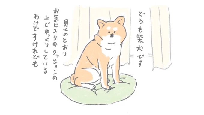 窓際の柴犬さん 