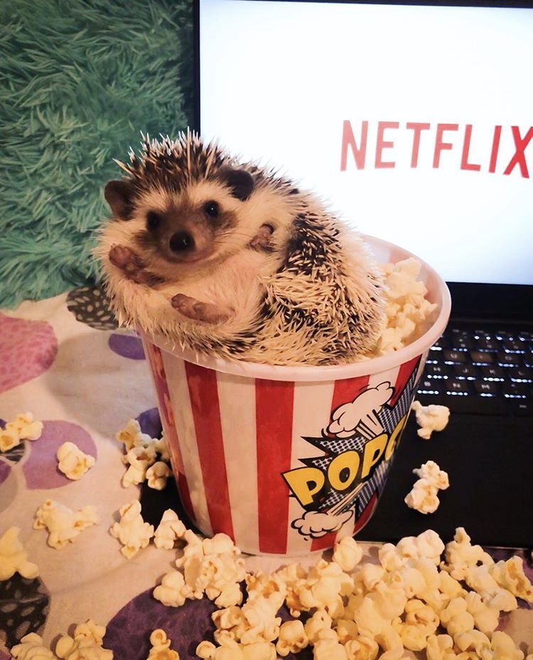 Hedgehog of the Day tweet media