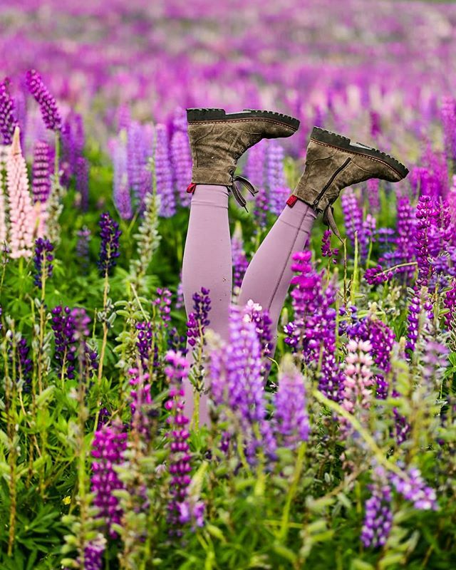 Rrrudya's tweet photo. Yet another lupine picture from New Zealand:)
.
.
.
Очередное фото с люпинами из Новой Зеландии:) Люблю, знаете ли, ходить вверх ногами🤪
#sponsored #NikonZ6 #NikonDach https://t.co/NrmN5vsYR1 https://t.co/sRVoqJrYin