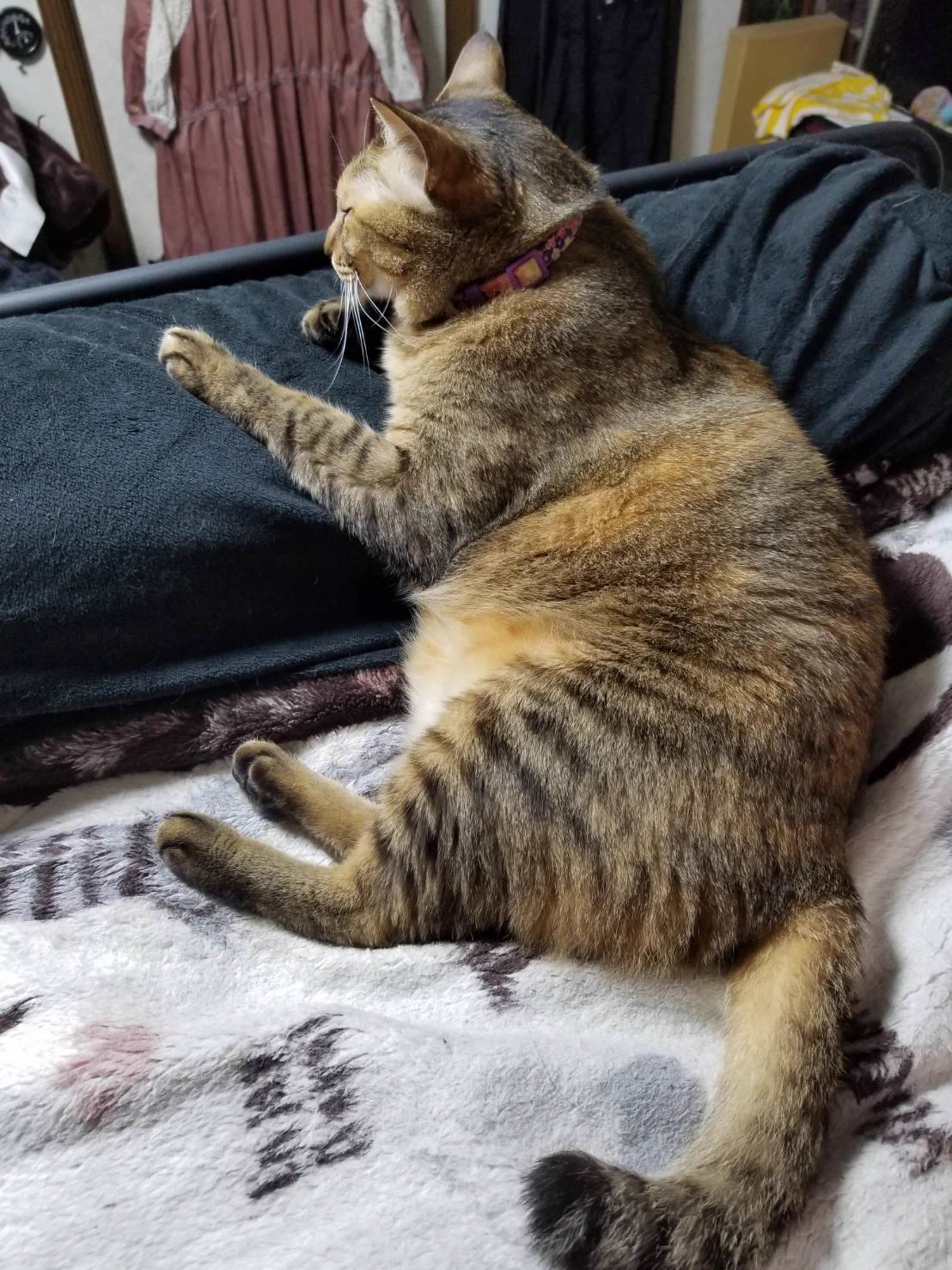 @expa_hoihoi 我が家の猫がスリムに見える 