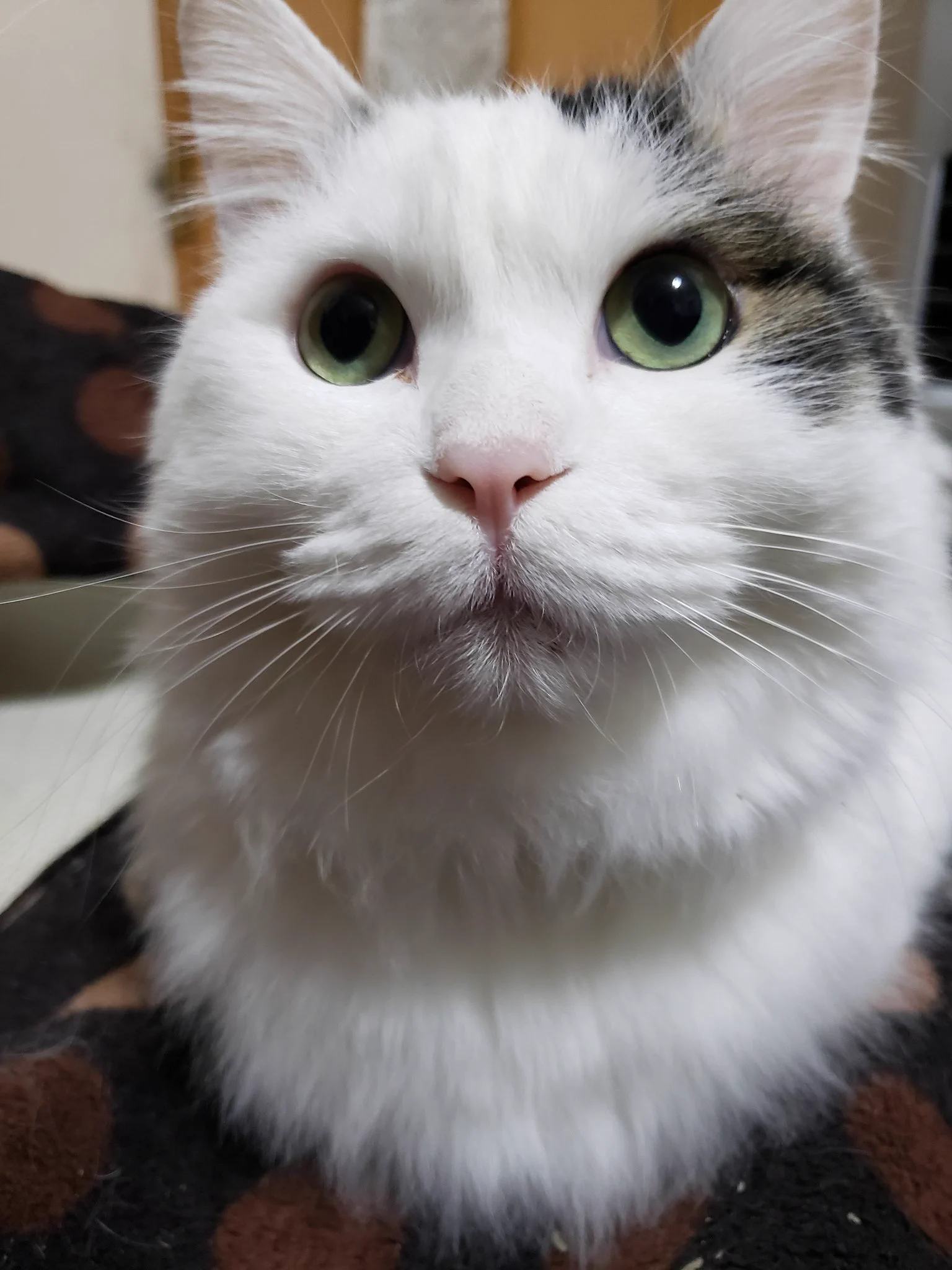 @expa_hoihoi @toriatamaxp お言葉に甘えて…
福ﾁｬﾝ　ベストショット🎵 