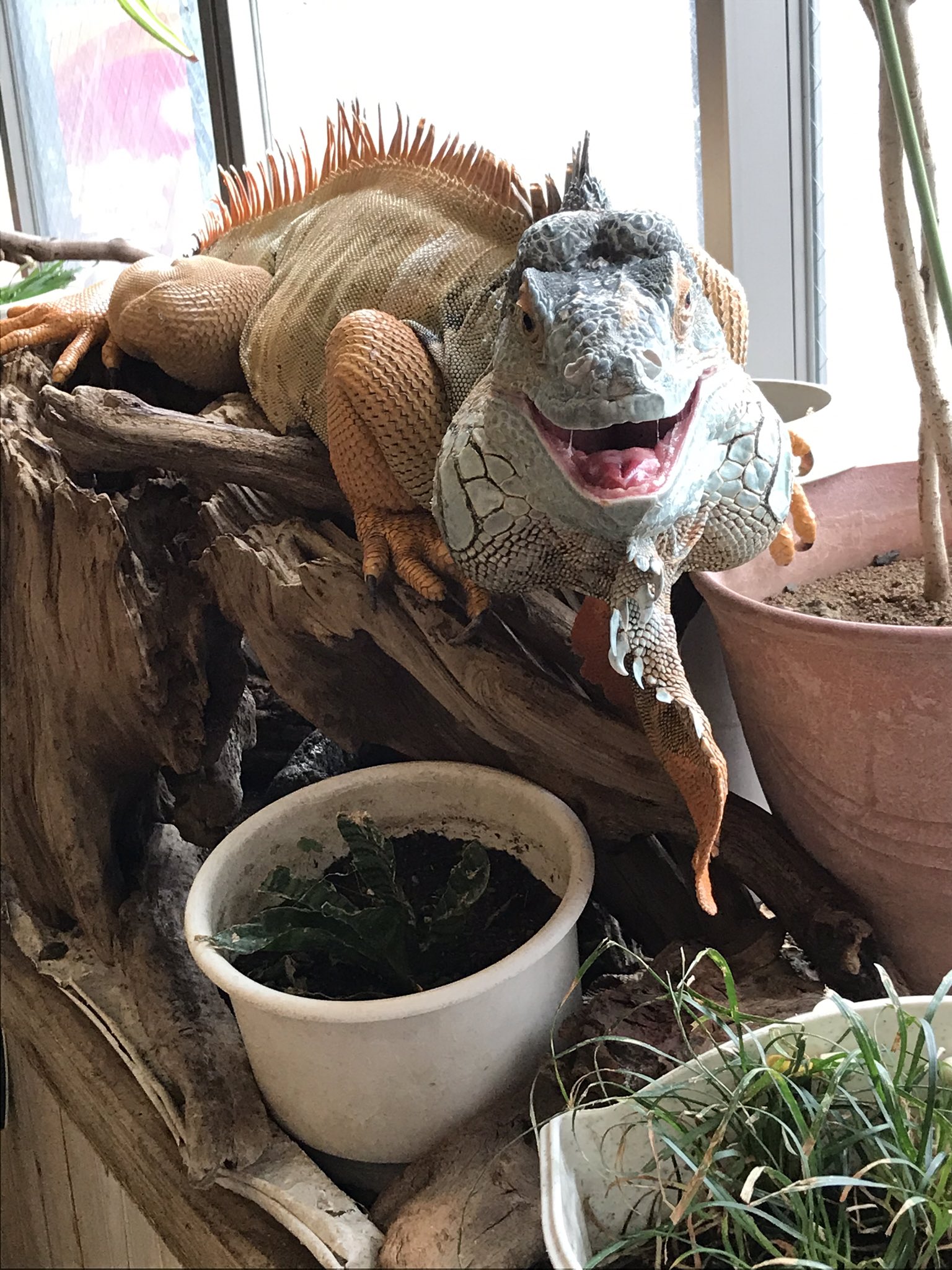 指ん ヌケサク 横浜亜熱帯茶屋よりジラ あっあれは海イグアナか T Co Hsrdmehgv1 Twitter