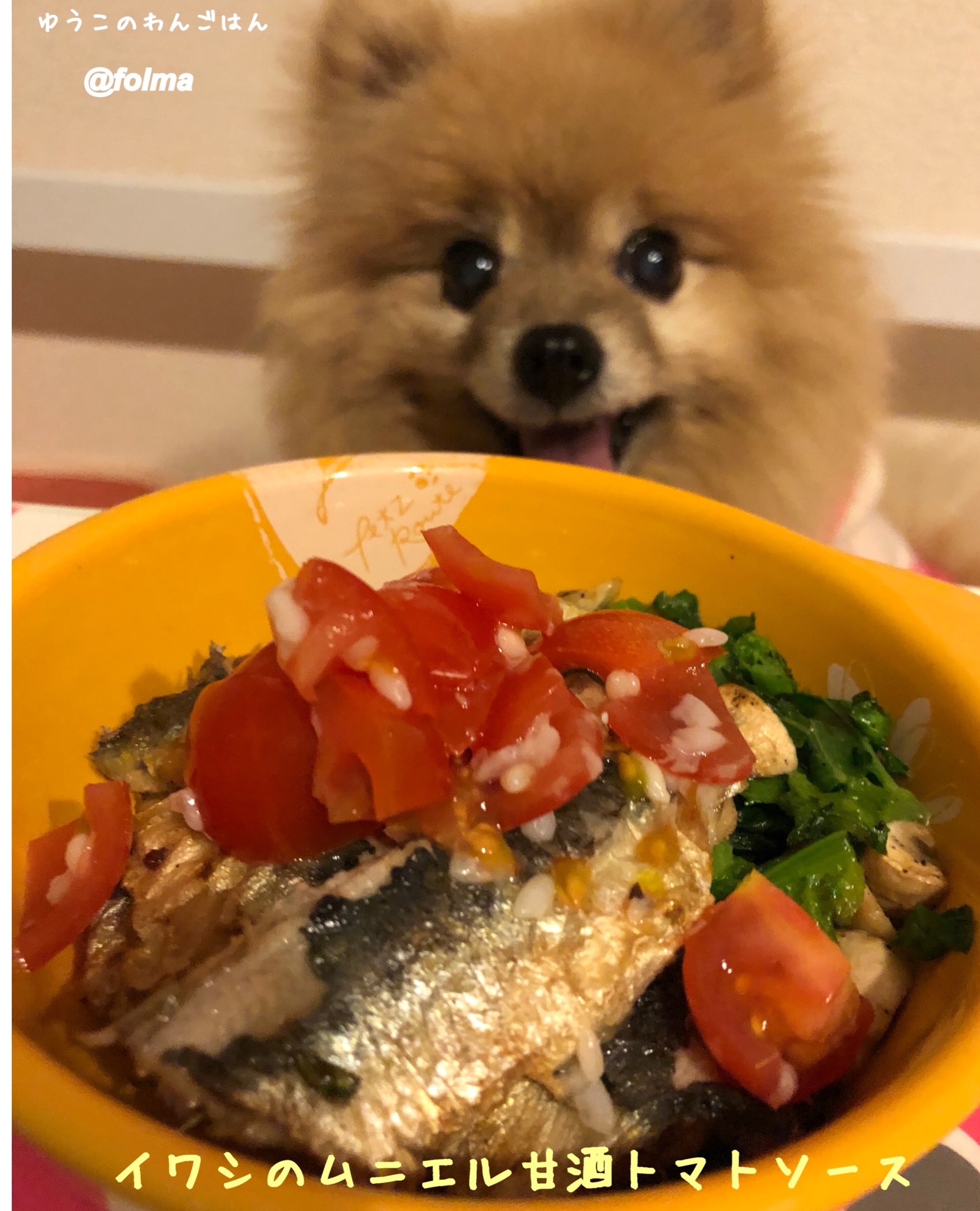 かとうゆうこ ペットに手作り食 ゆうこのわんごはん 2 16 イワシのムニエル 甘酒トマトソースをぺろりんこ ゆうこのわんごはん 犬ごはんレシピ 犬のいる生活 ポメラニアンえびす 鰯のムニエル 甘酒とトマトでソース 犬ごはん手作り 名古屋 かとうゆうこ ペットに手作り食 ゆうこのわんごはん 2 16 イワシのムニエル 甘酒トマトソースをぺろりんこ ゆうこのわんごはん 犬ごはんレシピ 犬のいる生活 ポメラニアンえびす 鰯のムニエル 甘酒とトマトでソース 犬ごはん手作り 名古屋