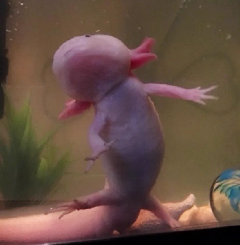 @expa_hoihoi はじめまして。ウーパールーパー似のちんこを飼ってます。よかったら見てください。 