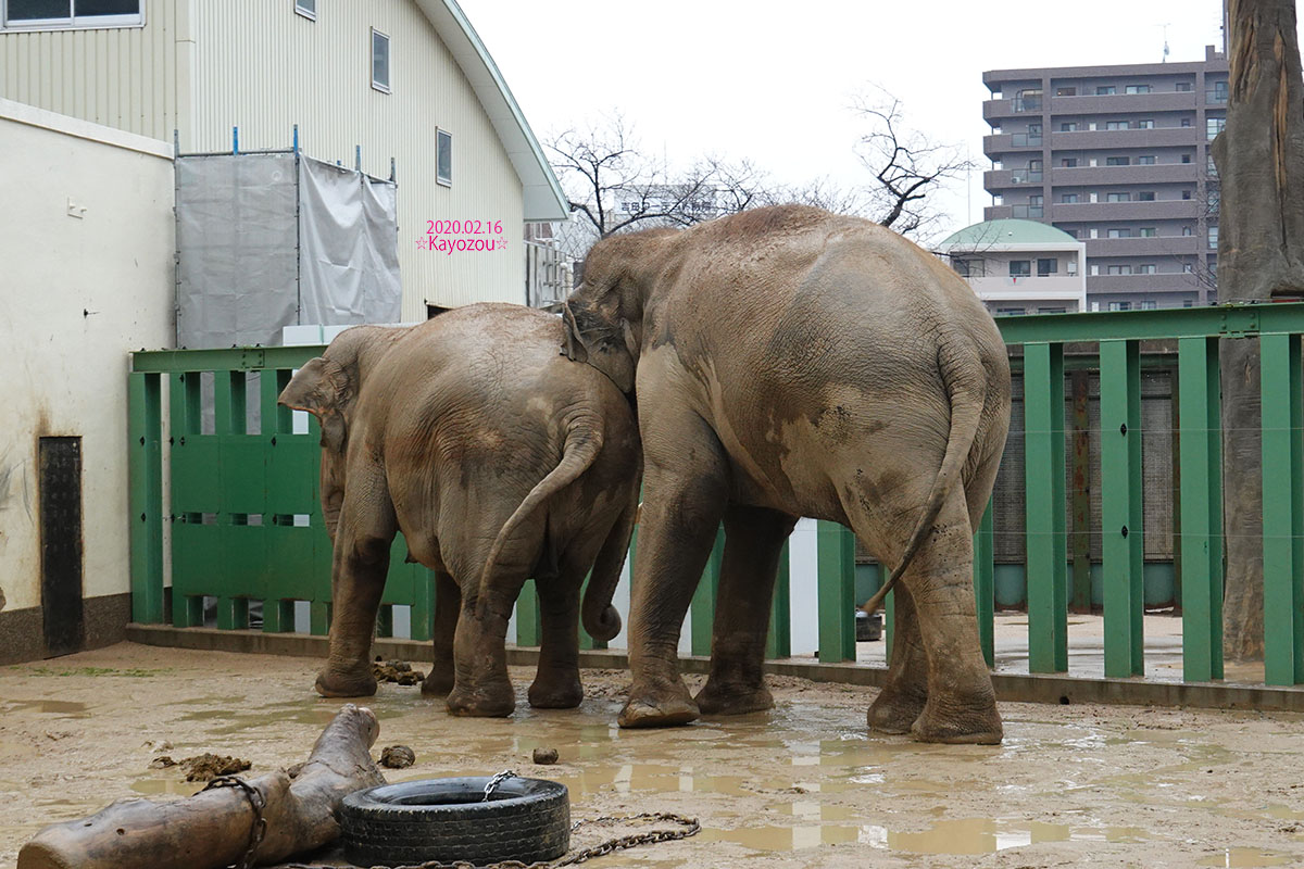 Kayozou 年2月16日 午後のマックとズゼ 雨が降る中よく動いていました 雨に濡れると体が痒くて 1枚目はマックがズゼに顔をこすりつけてかいているところです 王子動物園 アジアゾウ マック ズゼ Ojizoo Elephant Boy Zuze T Co Kayozou 年2月16日 午後のマックとズゼ 雨が降る中よく動いていました 雨に濡れると体が痒くて 1枚目はマックがズゼに顔をこすりつけてかいているところです 王子動物園 アジアゾウ マック ズゼ Ojizoo Elephant Boy Zuze T Co