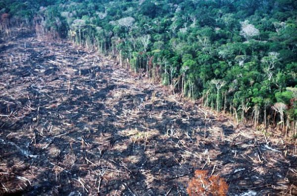 mnyomb1's tweet image. It may not sound like a BREAKING NEWS but to me its a good news.

Norway is the first country in the world to ban deforestation.

Not a single tree will be cut down in Norway anymore! 

Norwegians have also called on other nations to do the same, specifically the UK and Germany.