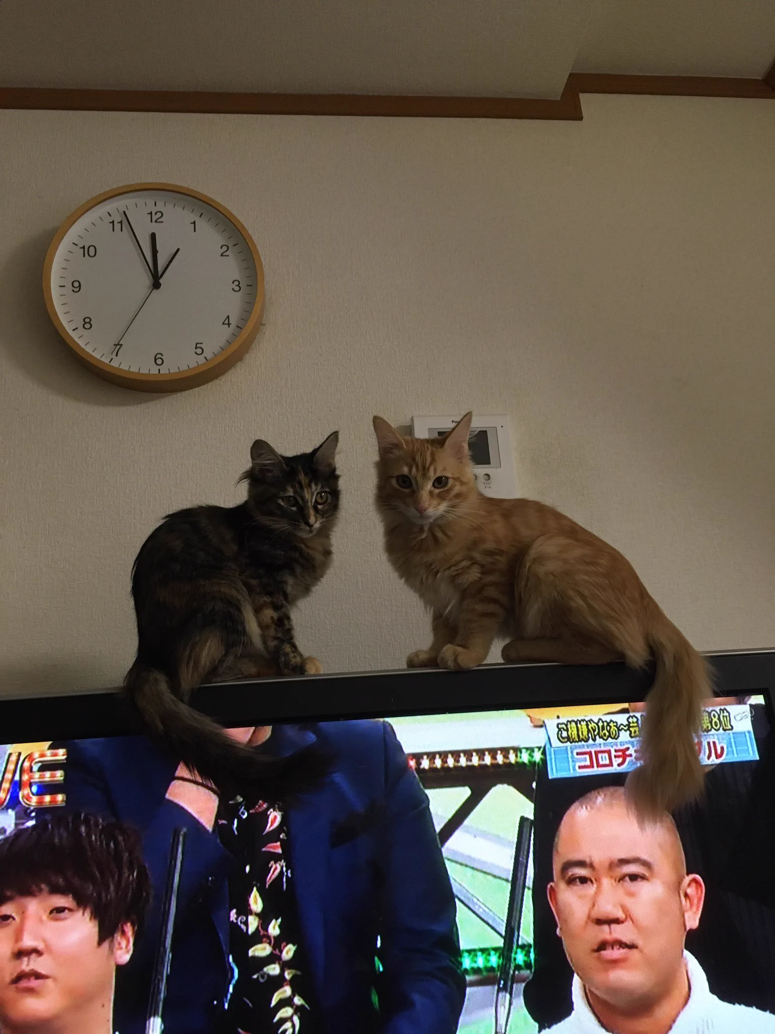 @expa_hoihoi ウチの仔猫ズです。
お納め下さい。 